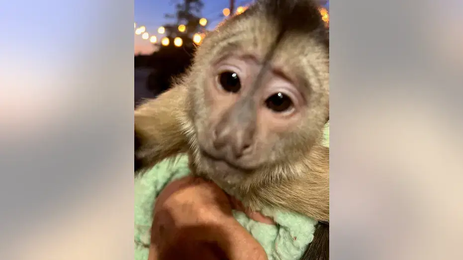 Monkey calls 911