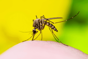Signs and Symptoms of Dengue Fever
