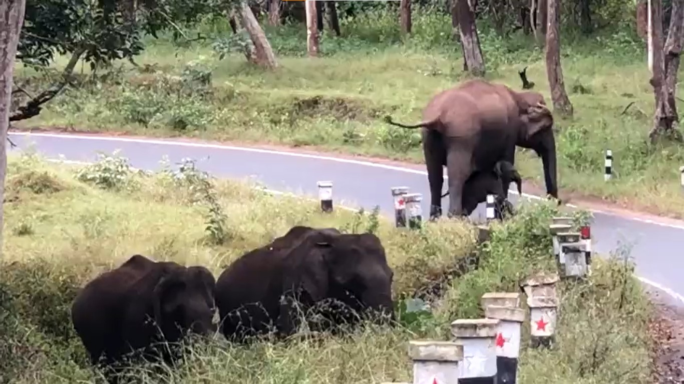 Baby Elephant Learning how to Cross the Road - WATCH VIRAL VIDEO