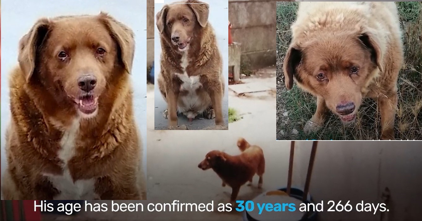 Oldest Living Dog in the World - WATCH VIRAL VIDEO