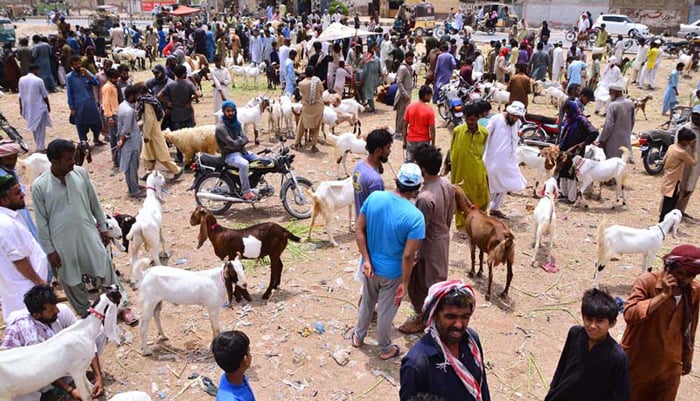 cattle markets karachi