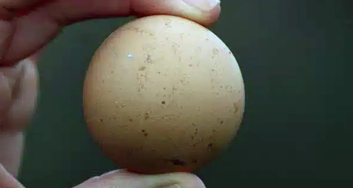 Perfectly Round Egg
